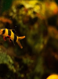 A yellow and black fish swimming in the water.